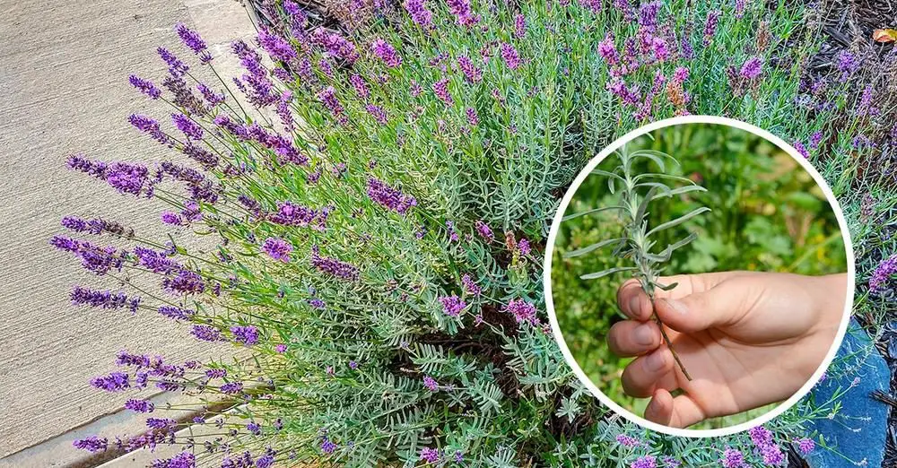 Cómo propagar lavanda con esquejes. – Mis Consejos Jardinería