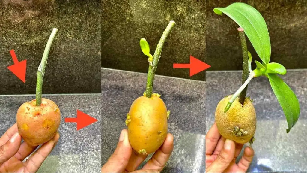 Cómo propagar orquídeas a partir de ramitas de flores: se multiplica infinitamente – Mis Consejos Jardinería