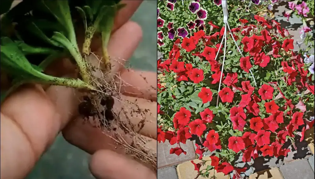 Cómo propagar petunia con esquejes – Mis Consejos Jardinería