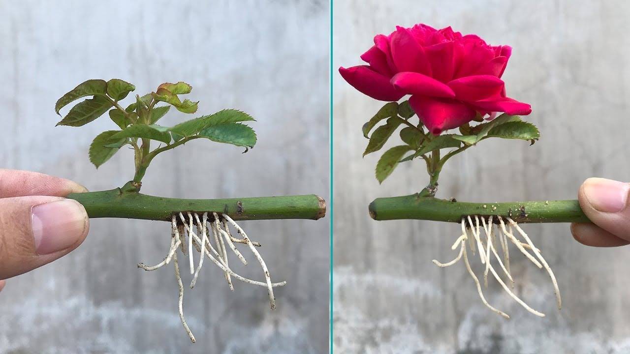 Rosa