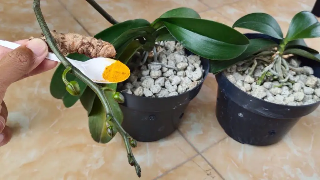 Cómo proteger las orquídeas de bacterias y enfermedades – Mis Consejos Jardinería