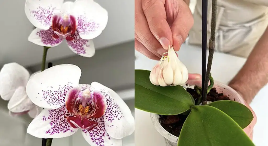 Cómo proteger las orquídeas de enfermedades con ajo – Mis Consejos Jardinería