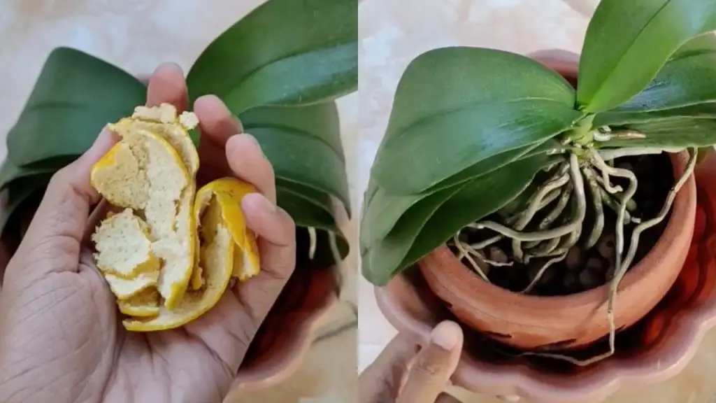 Cómo proteger las orquídeas de los insectos: el método simple y natural – Mis Consejos Jardinería