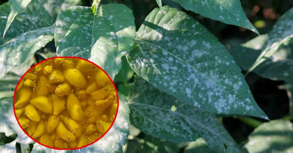 Cómo proteger las plantas de hongos e insectos: el método natural. – Mis Consejos Jardinería