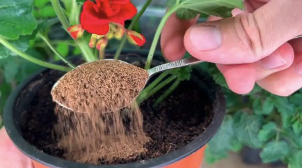 Cómo proteger las plantas de las plagas: el método con canela. – Mis Consejos Jardinería