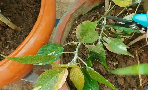 Cómo proteger las plantas de los áfidos: 5 consejos útiles – Mis Consejos Jardinería
