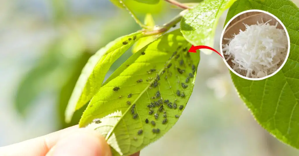 Cómo proteger las plantas de los insectos: el método natural. – Mis Consejos Jardinería