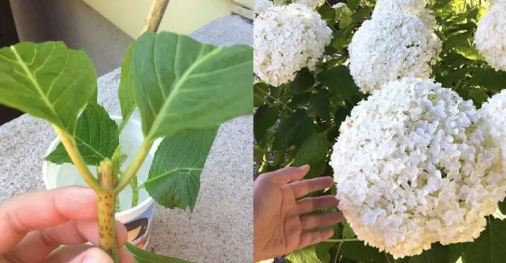 Cómo replicar flores: el método de bricolaje simple y efectivo – Mis Consejos Jardinería