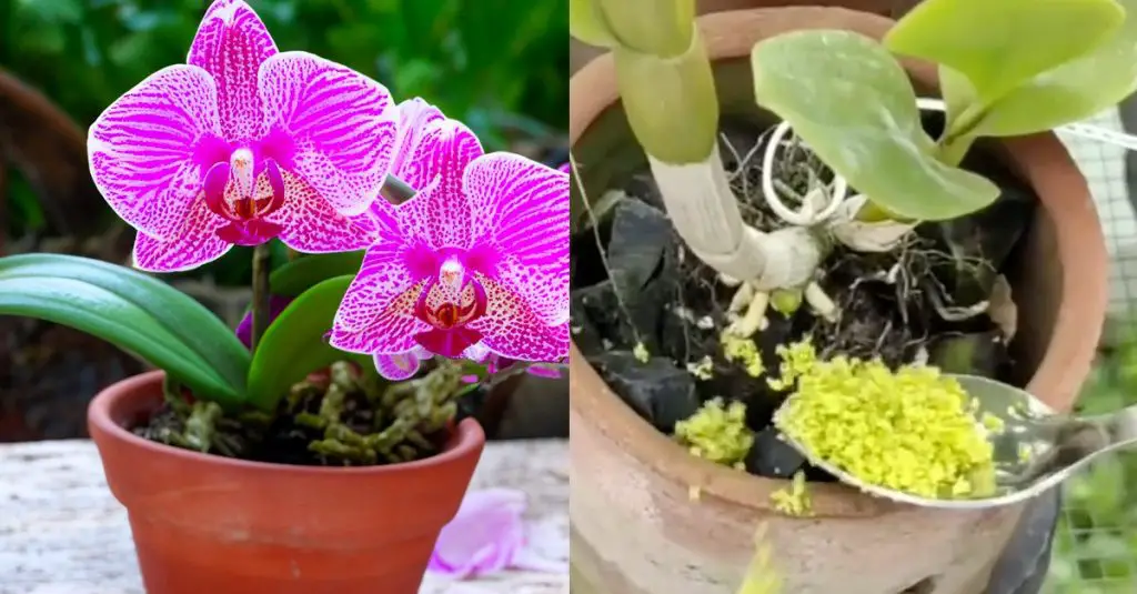 Cómo reutilizar la cáscara de cítricos para proteger las plantas – Mis Consejos Jardinería