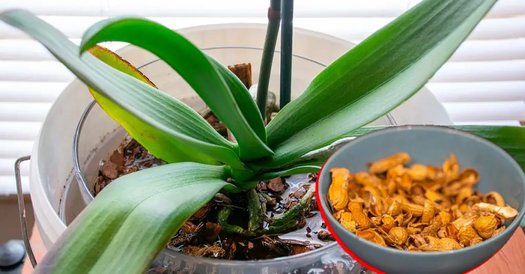 Cómo reutilizar las cáscaras de maní para plantas: 2 métodos para no tirarlas – Mis Consejos Jardinería