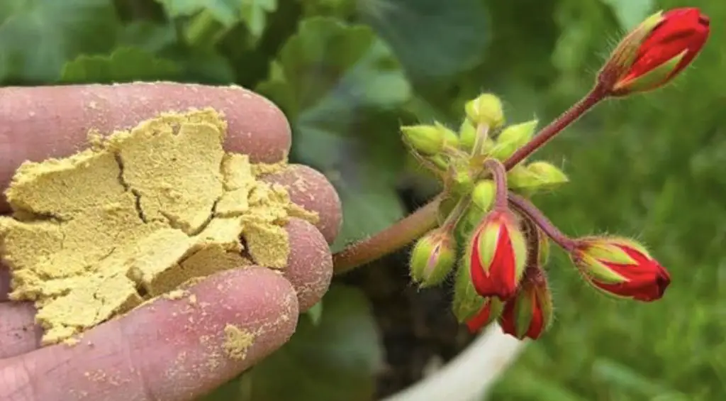 Cómo reutilizar levaduras caducadas: los beneficios para tu jardín – Mis Consejos Jardinería