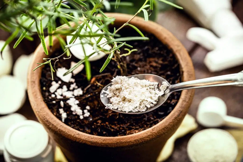 Cómo revitalizar las plantas con ingredientes naturales que puedes encontrar en la cocina – Mis Consejos Jardinería