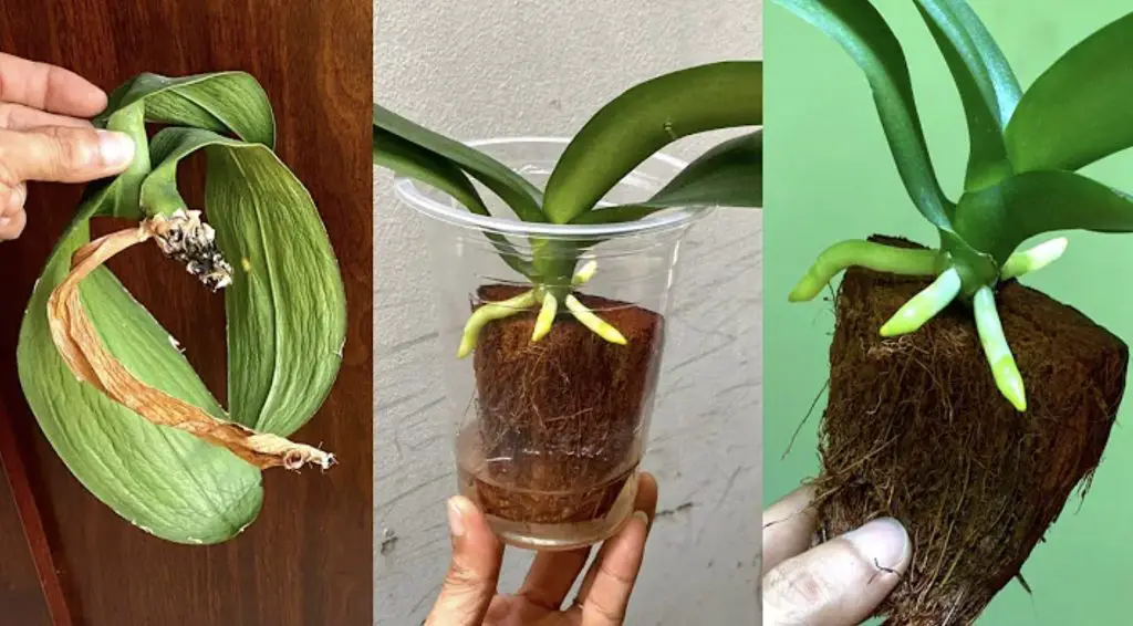 Cómo revivir una orquídea moribunda con un método simple y efectivo – Mis Consejos Jardinería