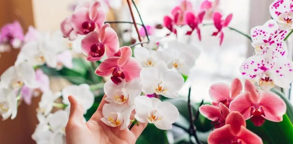 Cómo salvar una orquídea: así es como hacer que vuelva a florecer en 5 sencillos pasos – Mis Consejos Jardinería
