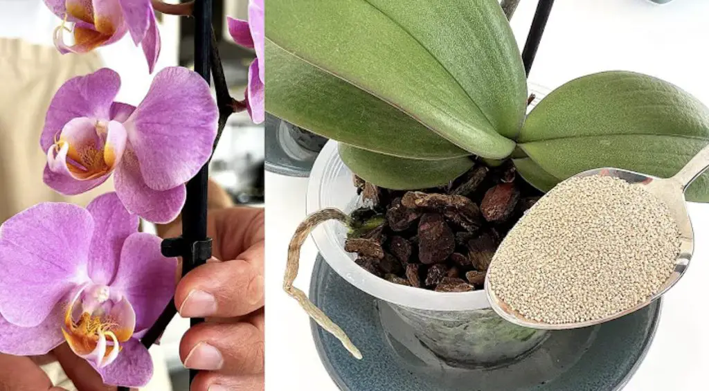 Cómo usar aserrín: 6 remedios naturales para tu jardín – Mis Consejos Jardinería
