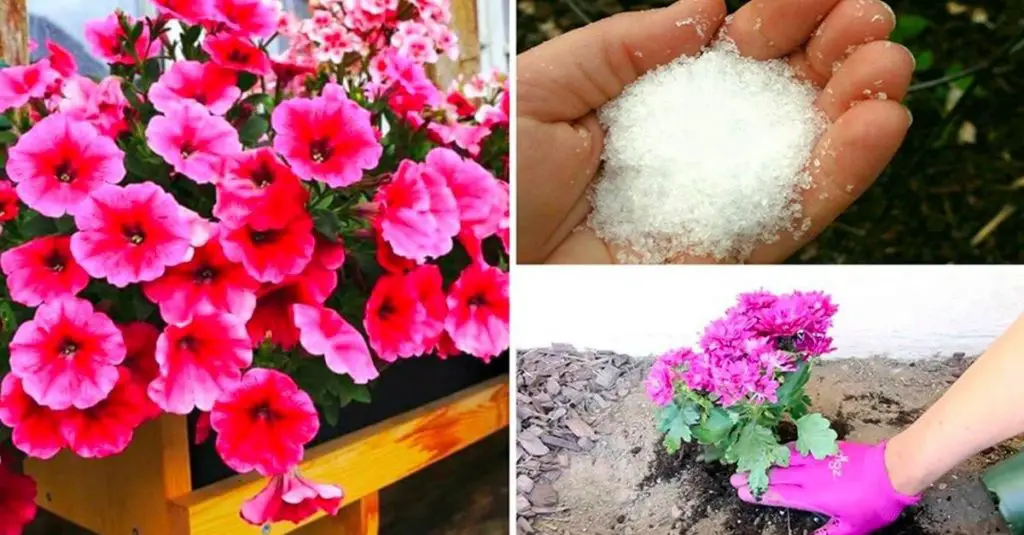 Cómo usar bicarbonato de sodio en el jardín: los beneficios para tus plantas – Mis Consejos Jardinería