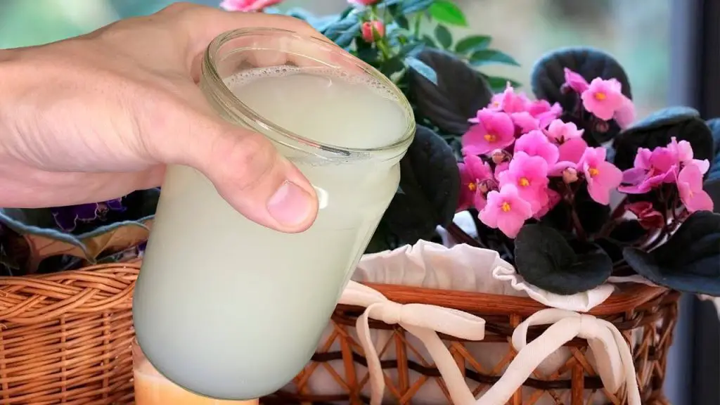 Cómo usar el arroz en las plantas para hacerlas fuertes. – Mis Consejos Jardinería