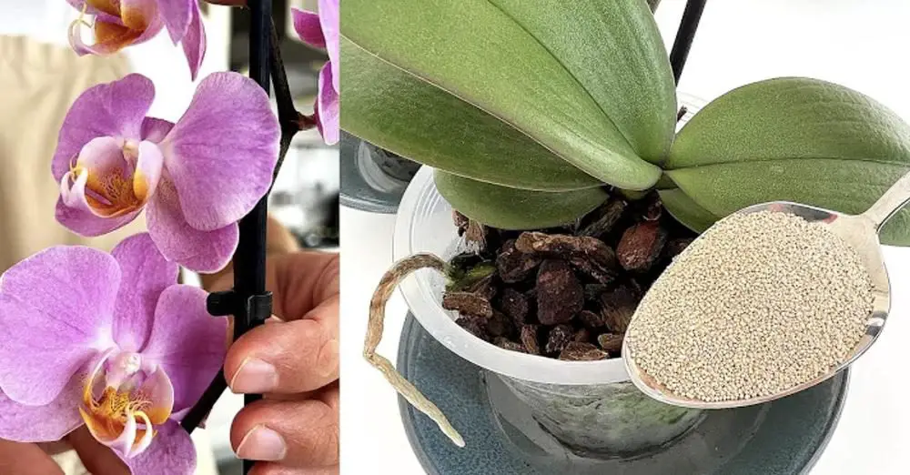 Cómo usar el aserrín de madera: 6 remedios naturales para tu jardín – Mis Consejos Jardinería