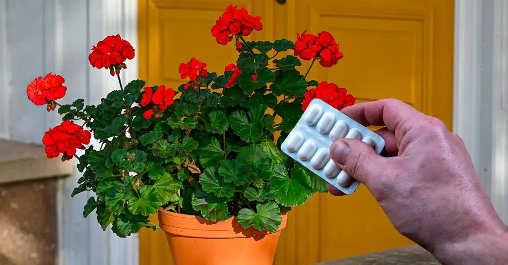 Cómo usar la aspirina caducada para geranios: todos los beneficios – Mis Consejos Jardinería