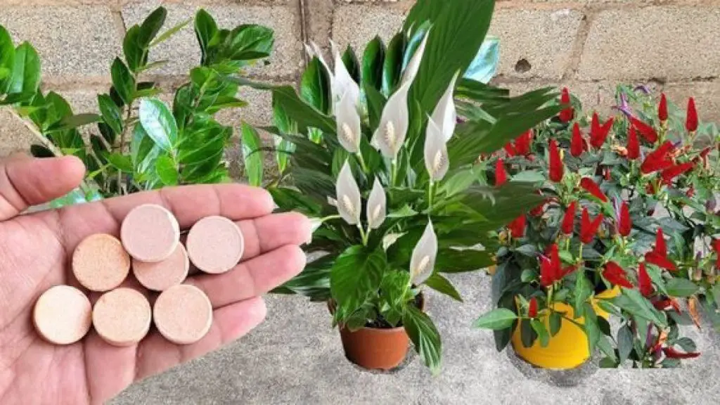 Cómo usar la aspirina caducada para tus plantas: todos los beneficios – Mis Consejos Jardinería