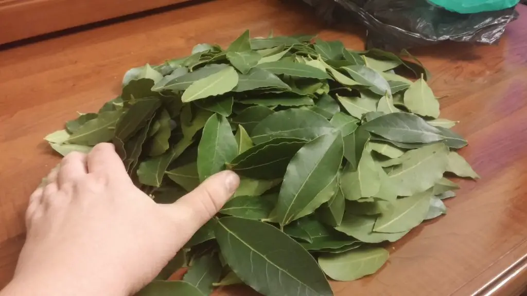 Cómo usar la hoja de laurel en casa – Mis Consejos Jardinería