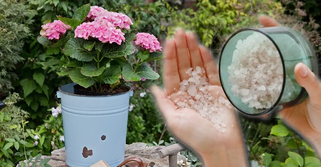Cómo usar la sal de Epsom para las plantas – Mis Consejos Jardinería