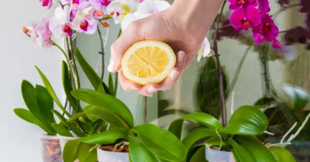 Cómo usar limón para cultivar raíces de orquídeas y protegerlas – Mis Consejos Jardinería