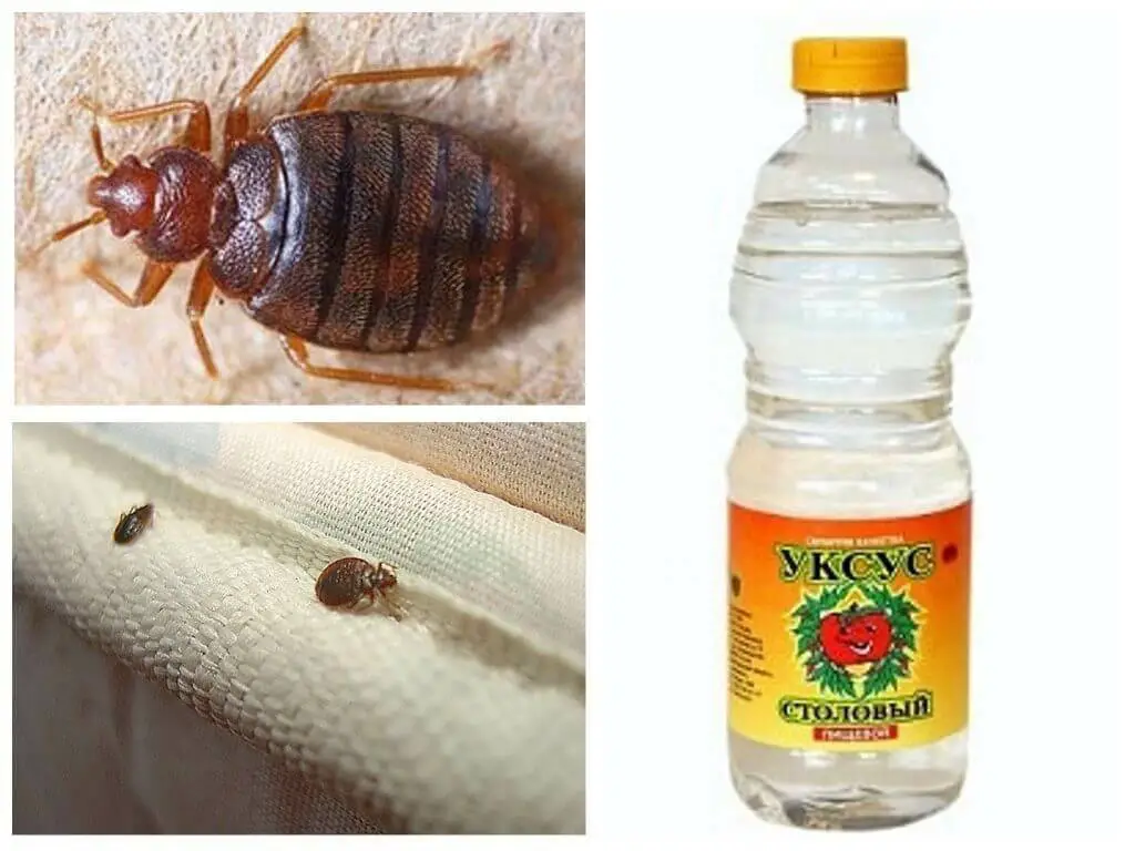 Cómo usar sal para deshacerse de los insectos para siempre – Mis Consejos Jardinería