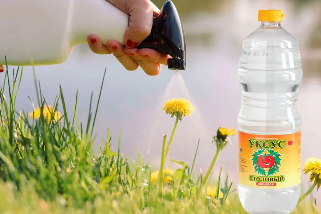 Cómo usar vinagre en el jardín. – Mis Consejos Jardinería