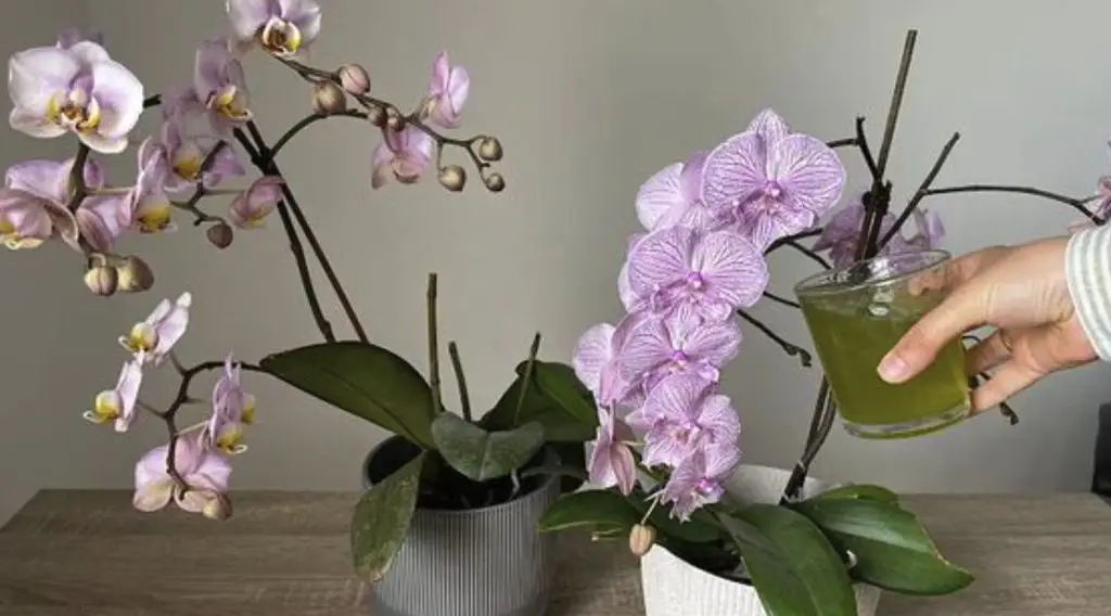 Cómo vigorizar las orquídeas moribundas con cáscara de cebolla – Mis Consejos Jardinería