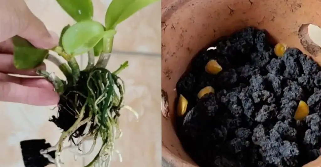 Cómo vigorizar una orquídea moribunda: el método natural con cúrcuma. – Mis Consejos Jardinería