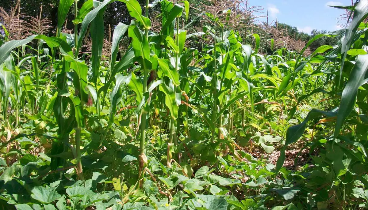 maíz, guisantes, calabaza, huerta, compañeros