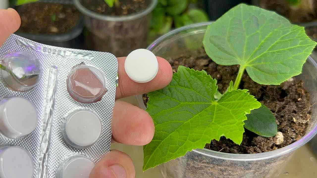 comprimido en las plantas