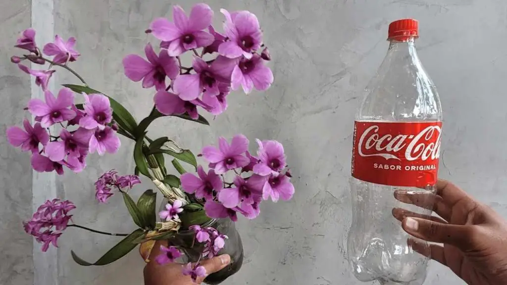 Con el método de la botella, la orquídea te dura toda la vida: la táctica de cada viverista – Mis Consejos Jardinería