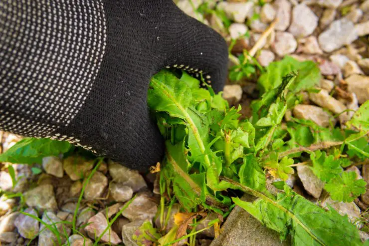 Con estas plantas, nunca más volverá a tener malas hierbas en sus macizos de flores – Mis Consejos Jardinería