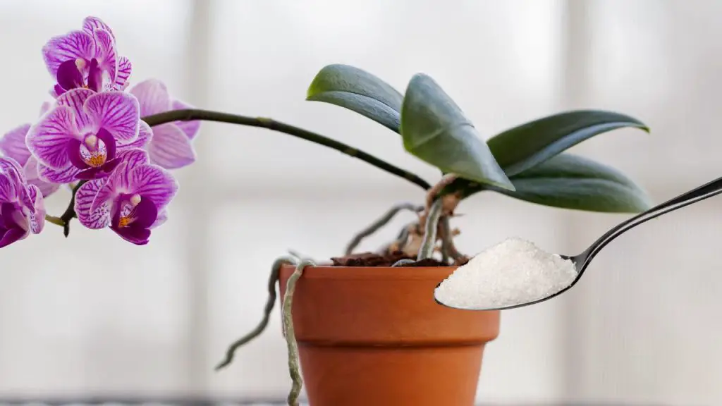 Con este ingrediente nutrirás a la orquídea mejor que un viverista: muy exuberante – Mis Consejos Jardinería