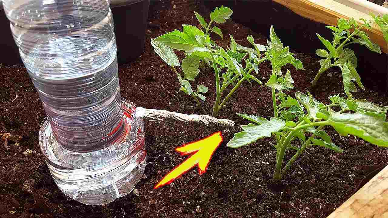 Regar las plantas