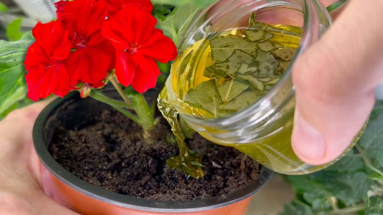 truco para revitalizar las plantas