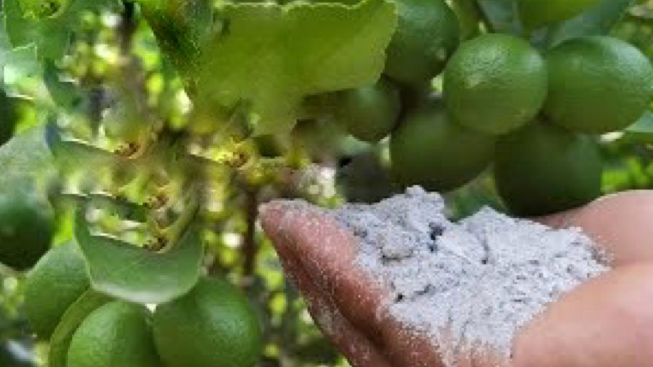 Polvo de ceniza en las plantas