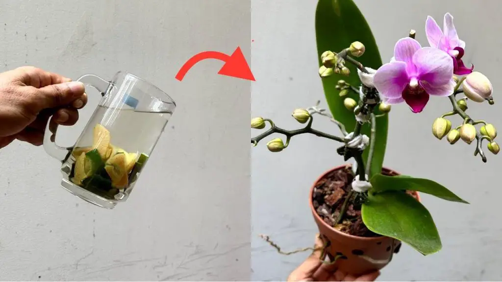 Con tan solo una taza de este líquido, las orquídeas te durarán hasta 5 años más – Mis Consejos Jardinería