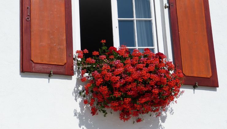 Plantas exuberantes durante 365 días