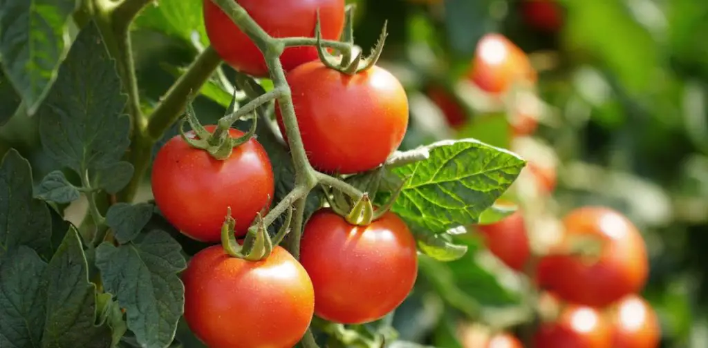 Consejo: ¿por qué poner sal al pie de tus plantas de tomate? – Mis Consejos Jardinería
