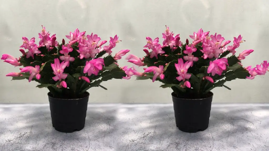 Consejos para cultivar, propagar y mantener la floración de un cactus navideño durante todo el año – Mis Consejos Jardinería