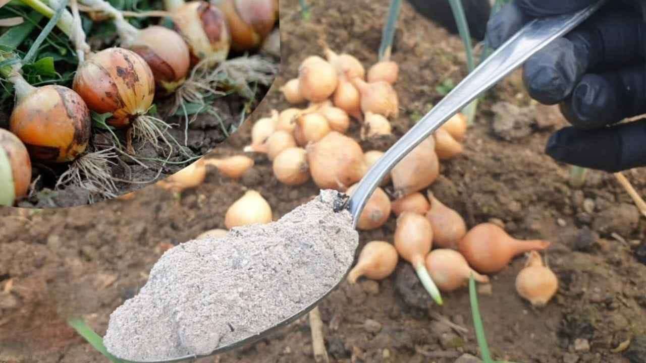 Mantén el ajo intacto durante años con este truco