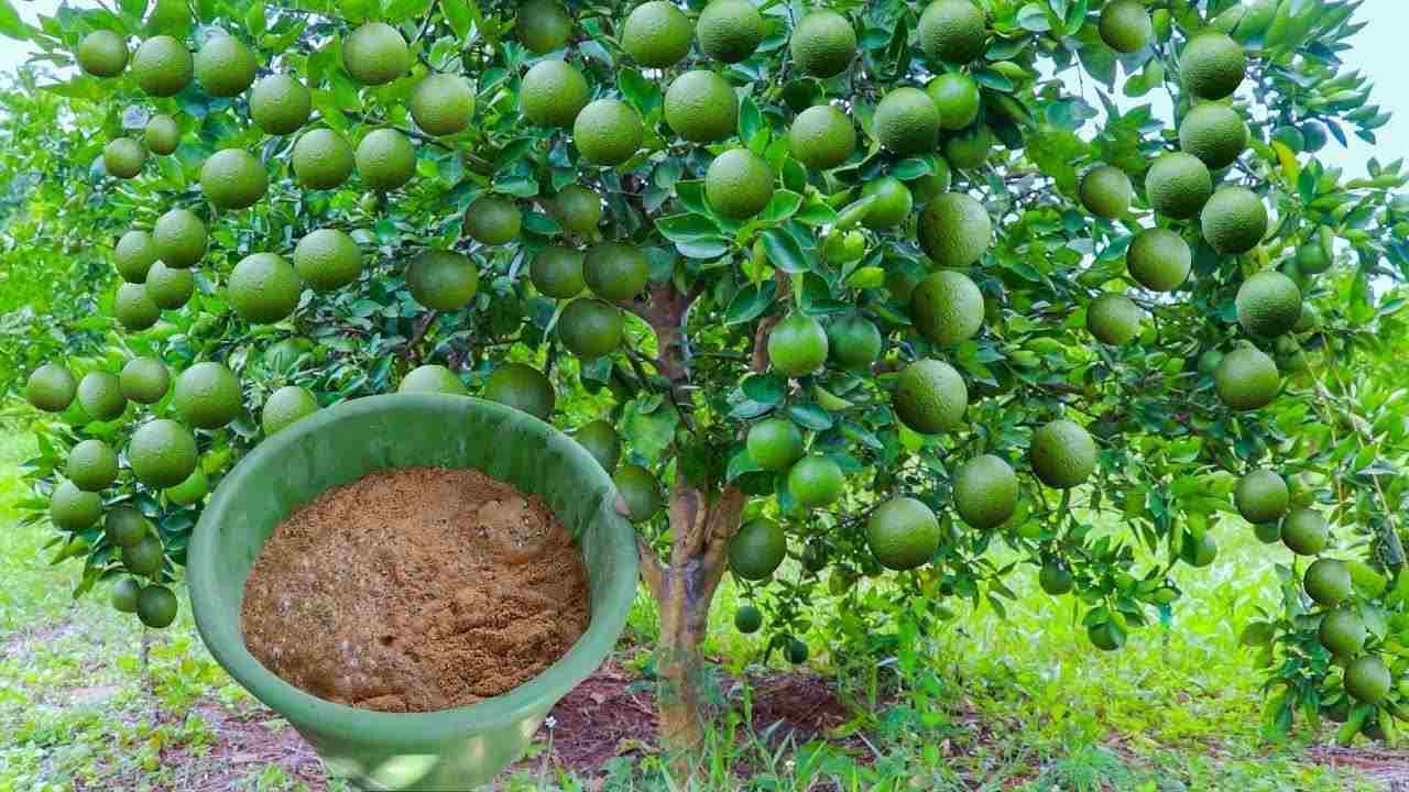 Cosecha de limones