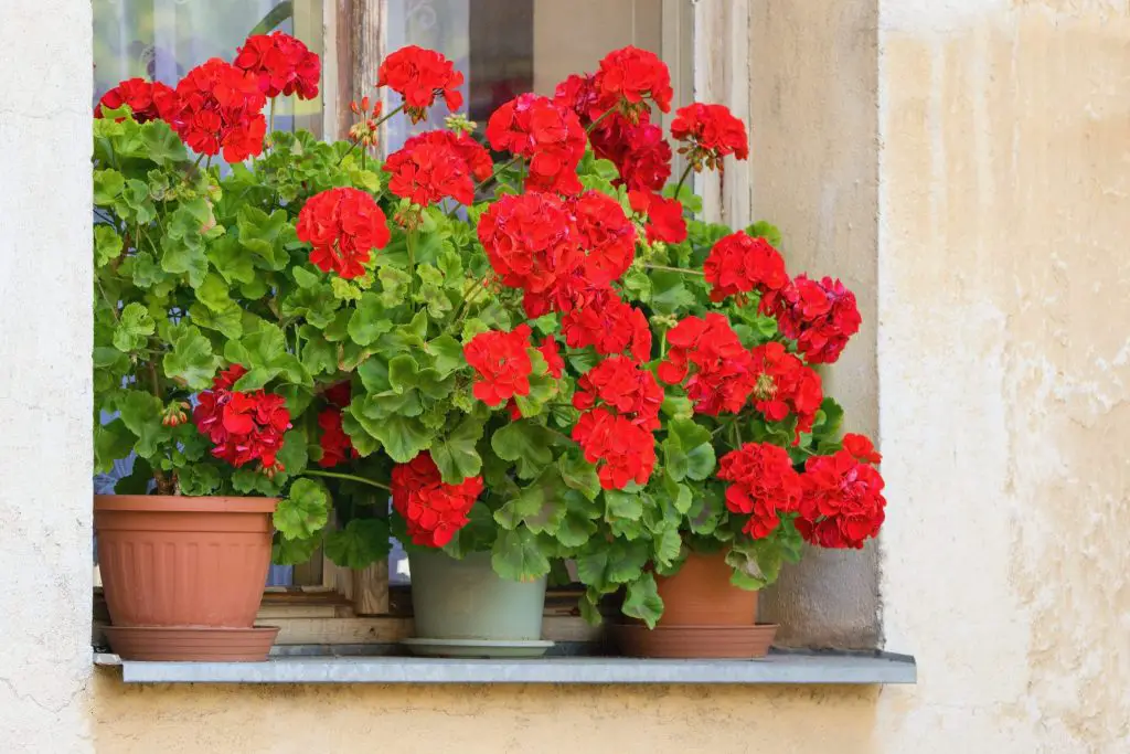 Cuáles son las plantas más resistentes al calor: perfectas para mantener en balcones y terrazas – Mis Consejos Jardinería
