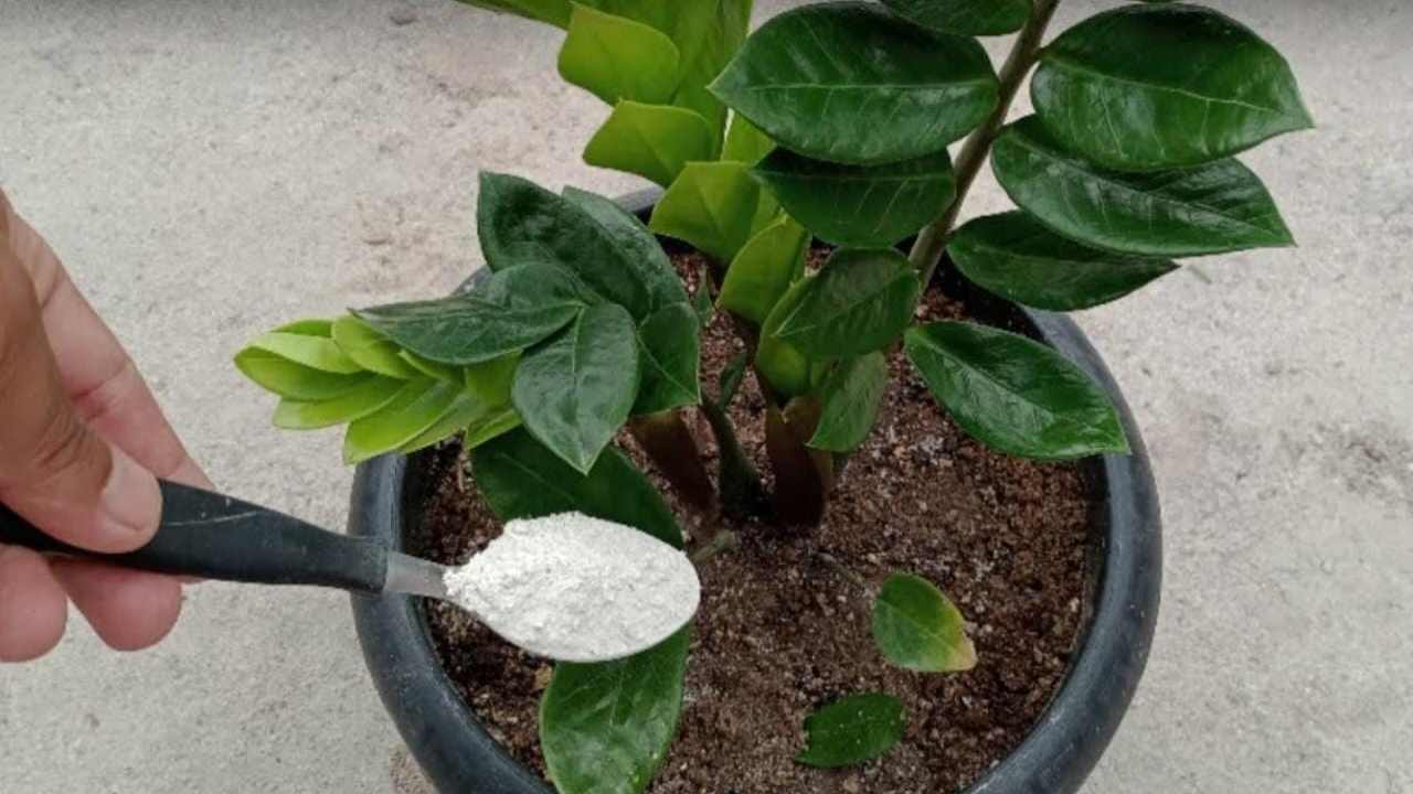 fertilizante en la planta