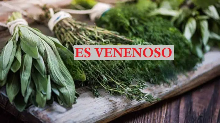 Cuidado con esta planta, es venenosa: sin embargo, la usamos para dar sabor a todos los platos. – Mis Consejos Jardinería
