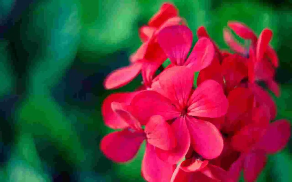 Cuidado con estas plantas, porque aman el sol: aquí está el ranking – Mis Consejos Jardinería