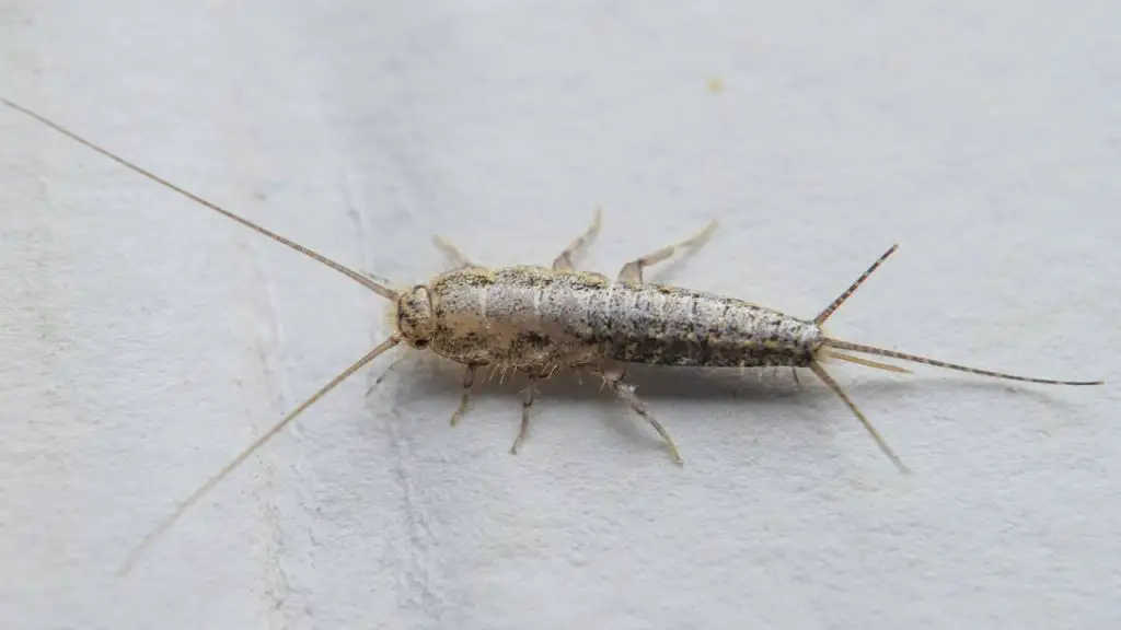 Cuidado con los pececillos de plata: esto es lo que podría suceder dentro de tu casa – Mis Consejos Jardinería